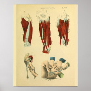 Impressão da arte da anatomia do fórceps do