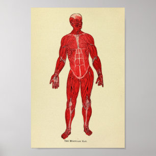 Impressão da arte da anatomia do músculo do