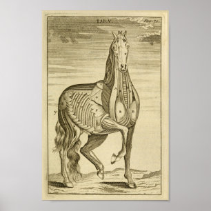 Impressão da arte da anatomia do músculo do cava