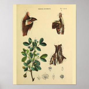 Impressão da arte da anatomia dos músculos do