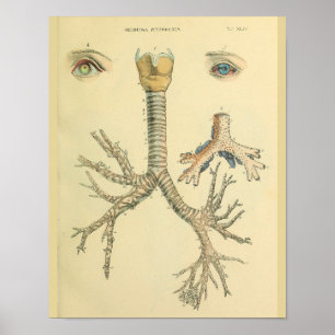 Impressão da arte da anatomia dos olhos dos