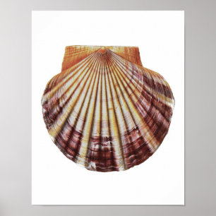 Impressão da arte da história natural de Shell