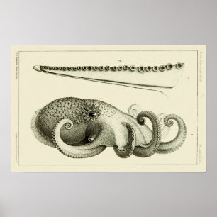 Impressão da arte das criaturas do mar do