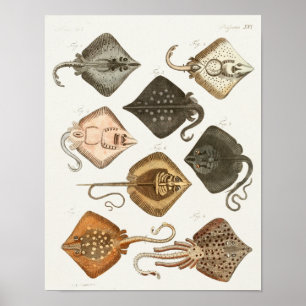 Impressão da arte das criaturas do mar do vintage