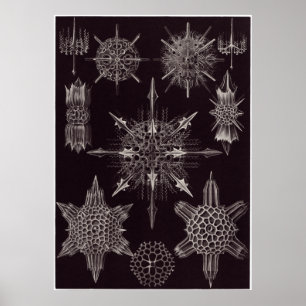 Impressão da arte de Ernst Haeckel: Acanthophract