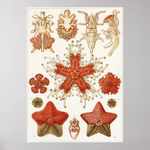 Impressão da arte de Ernst Haeckel: Asteridea