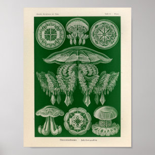 Impressão da arte de Ernst Haeckel da cor de