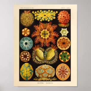 Impressão da arte de Ernst Haeckel da cor de