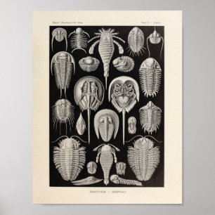 Impressão da arte de Ernst Haeckel da cor de