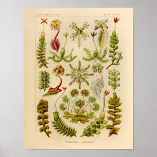Impressão da arte de Ernst Haeckel da cor dos