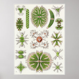 Impressão da arte de Ernst Haeckel: Desmidiea