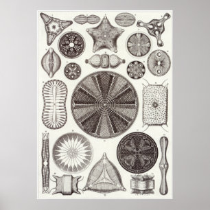 Impressão da arte de Ernst Haeckel: Diatomea