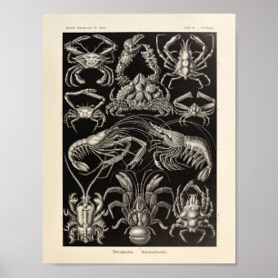 Impressão da arte de Ernst Haeckel do Decapoda do