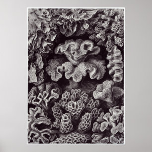 Impressão da arte de Ernst Haeckel: Hexacoralla