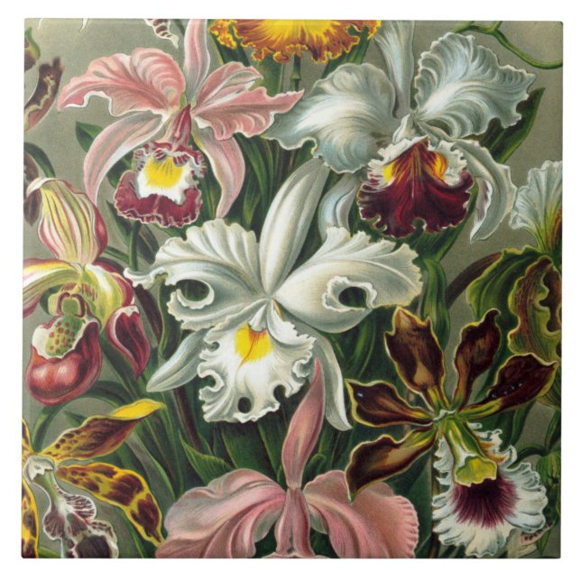 Impressão da arte de Ernst Haeckel: Orchidae (Frente)