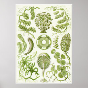 Impressão da arte de Ernst Haeckel: Siphoneae