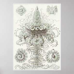 Impressão da arte de Ernst Haeckel: Siphonophorae