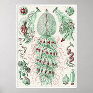 Impressão da arte de Ernst Haeckel: Siphonophorae