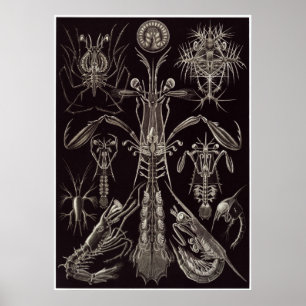 Impressão da arte de Ernst Haeckel: Thoracostraca