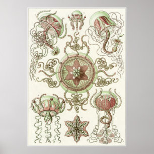 Impressão da arte de Ernst Haeckel: Trachomedusae