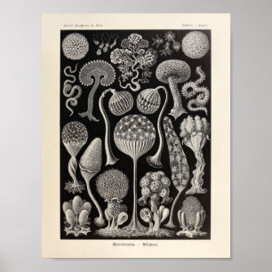 Impressão da arte de Mycetozoa Ernst Haeckel do