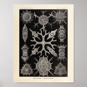 Impressão da arte de Spumellaria Ernst Haeckel do