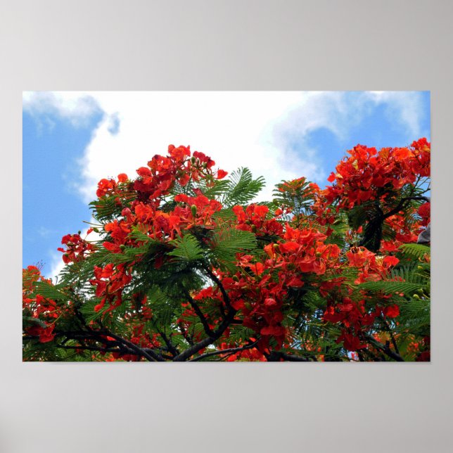 Impressão da Árvore Flor Real Poinciana (Frente)