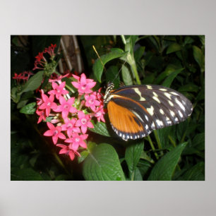 Impressão da borboleta de monarca
