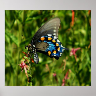 Impressão da borboleta do swallowtail de Pipevine
