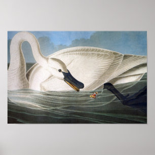 Impressão da cisne de trompetista de Audubon