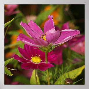 Impressão da flor do cosmos
