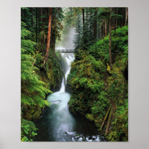 Impressão da floresta