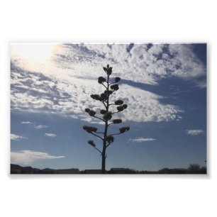 impressão da foto 6X4 da agave de florescência