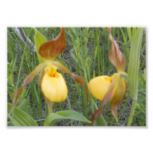 impressão da foto 7x5