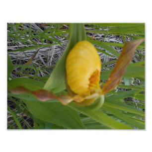 impressão da foto 8.5x11