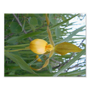 impressão da foto 8.5x11