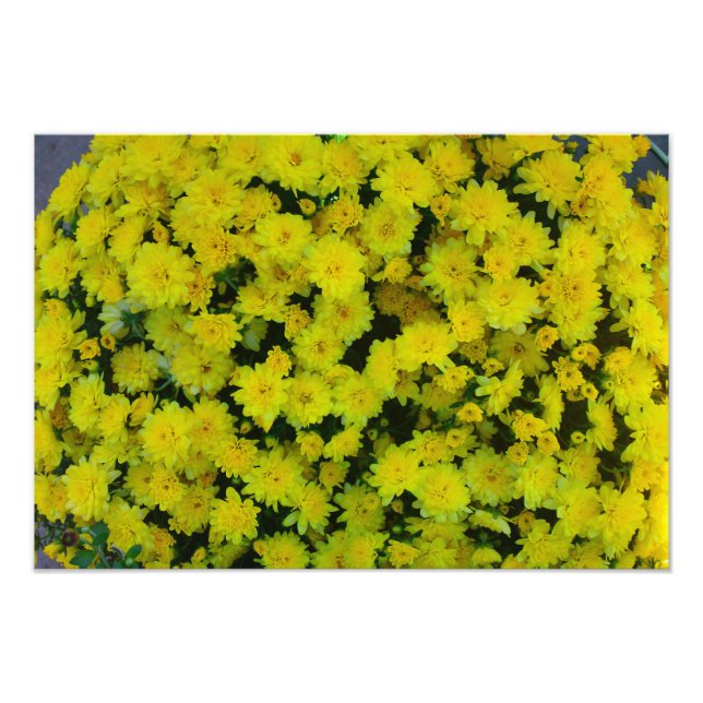 Impressão da Foto Amarelo Margarita Daisy Flower (Frente)