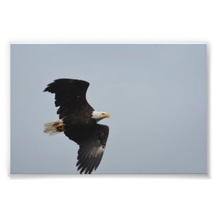 Impressão da foto da águia americana