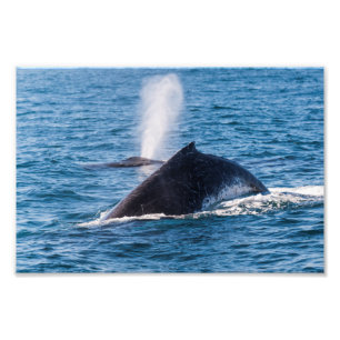 Impressão da foto da baleia de Humpback