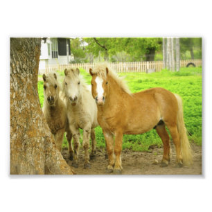 Impressão da foto da fazenda do cavalo de três