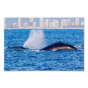 Impressão da foto das baleias de Humpback