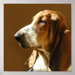 Impressão da foto de Basset Hound