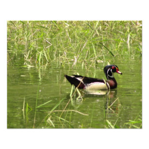 Impressão da foto de Drake do pato de madeira