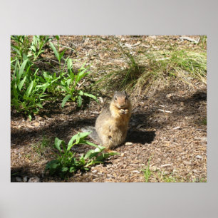 Impressão da foto do esquilo à terra 4