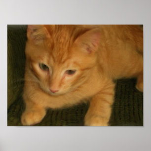 Impressão da foto do gatinho