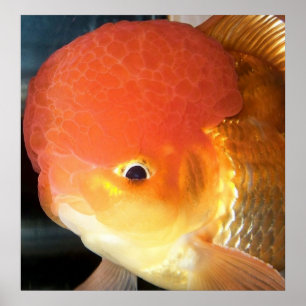 Impressão da foto do peixe dourado de Oranda