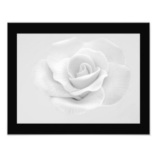 Impressão da foto do rosa branco