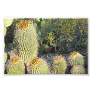 Impressão da foto dos cactos de tambor