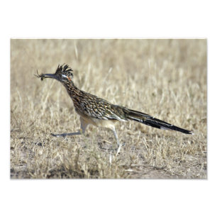 Impressão da fotografia do Roadrunner