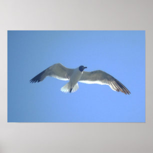 Impressão da gaivota em vôo
